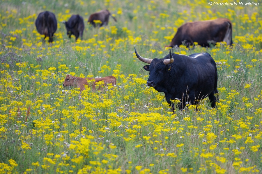 Herd of Tauros in yellow flowers
